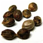 Семена марихуаны АК-47  (Seeds AK-47) в Кыштыме
